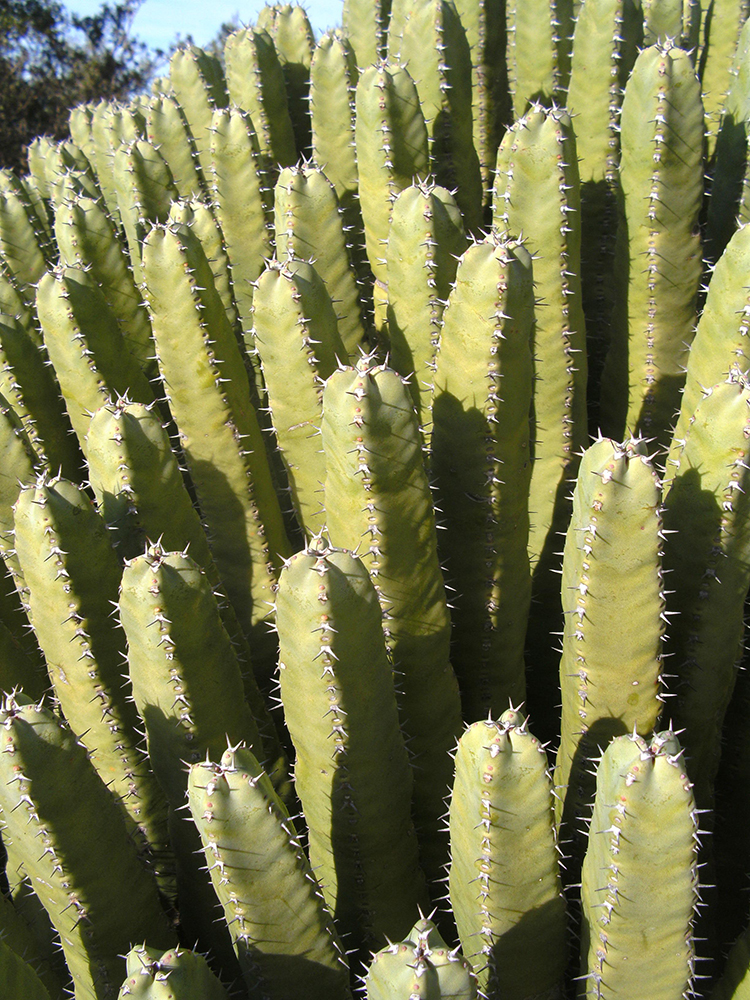 Euphorbia Resinifera