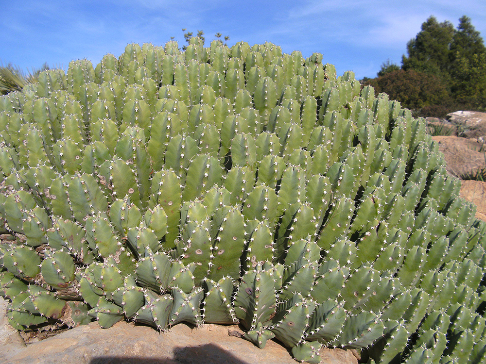 Euphorbia Resinifera